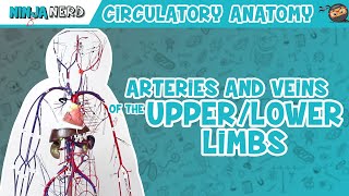 Circulatory System  Arteries amp Veins of the Upper amp Lower Limbs  Wire Man Model [upl. by Pearman990]