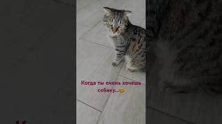 Когда очень хочешь ещё и собаку 🙏🙂 кошки собаки тойпудель пудель визуализация животные [upl. by Eiramit122]