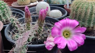 coleção de cactos 🌵cacto rabo de cão echinocereuspentalophus cactos plantas cactus flores [upl. by Carlene]