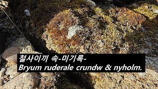 철사이이끼 속 미기록 Bryum ruderale crundw amp nyholm [upl. by Ellessig204]