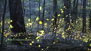 Tennessee Fireflies Realtime Stock Footage [upl. by Ahsemad447]