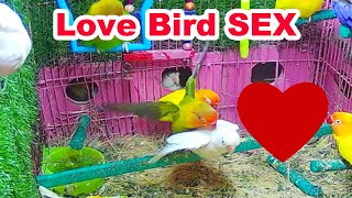 Lovebird Having Sex Mating long time [upl. by Ferri]