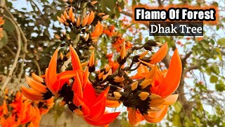 How to grow Dhak Tree  Flame of Forest tree  Parrot tree  Palash tree [upl. by Anawqahs]