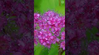 Japanese Spirea Closeup 4K shorts fyp [upl. by Ynnavoeg]