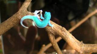 lygodactylus williamsi SANY0955MP4 [upl. by Nueoht]