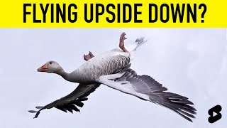 Why is this Goose Flying Upside Down Shorts [upl. by Ahse]