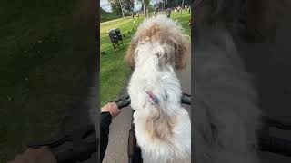 🎥 passeando com o meu cachorro max no parque São José dos Pinhais de bicicleta [upl. by Yhtac371]