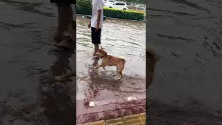 A Doggie Capering In Road Waterlogging [upl. by Sanders]