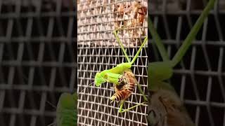 Grasshoppers catch bees for food ytshorts shorts [upl. by Schonfeld]