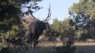 AZ Bull Elk Up Close [upl. by Lindell565]