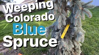 Weeping Colorado Blue Spruce Picea Pungens “The Blues”  Planting and Info [upl. by Hortense]