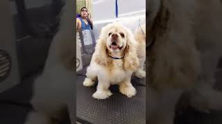 American Cocker Spaniel Grooming lakayjesstv groomingtutorial cockerspaniel cttovideonotmine [upl. by Jari]