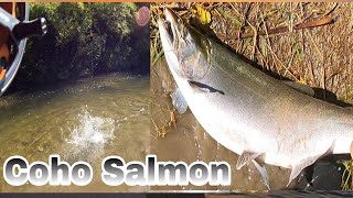 Another Salmon Fishing at Bowmanville Creek fishingvideo 2023 [upl. by Allis]