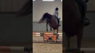 My new lease Meet ceila horse equestrianvibes equestrian equestrianlove fyp trending [upl. by Rabbaj]