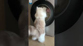 Cat Hand Washes the Whole Familys Laundry Unbelievable 🧺 [upl. by Bertle]