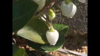 Plant portrait  Wintergreen Gaultheria procumbens [upl. by Zetnwahs370]