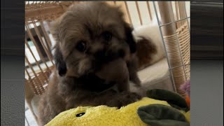 Shichon Puppies at 8 weeks [upl. by Oznerol573]