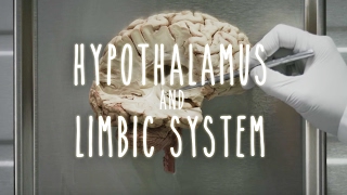 Neuroanatomy S1 E4 Hypothalamus and Limbic System neuroanatomy ubcmedicine [upl. by Semmes]