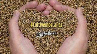 La Zimbabwe Feat Yataians  Cultivemos La Paz Radio Version [upl. by Milewski965]