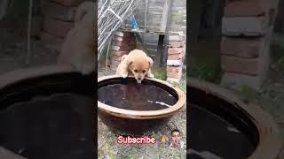 parrot dog puppy doglover cute birds mittoo funny cutemittu shortvideo popular funny [upl. by Asihtal478]