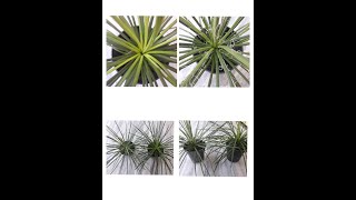 Care growand Maintenance of Agave Geminiflora [upl. by Alaster474]