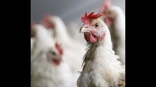 Breaking “2 Million Chicken 20000 Hogs To Be Euthanized” In USA Food Shortages [upl. by Ylebmik]