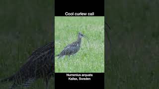 Cool curlew call [upl. by Ahsehat]