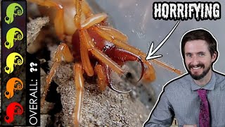 Woodlouse Spider The Best Pet Hellspawn Nightmare [upl. by Raffaello314]