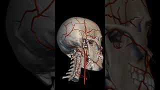 Cranium skull arteryveinscardiovascular anatomyandphysiologynursing [upl. by Alexandre235]