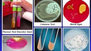 Introduction to Microbiology Culture Techniques [upl. by Ezitram30]