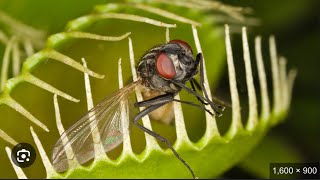 How to make a fly trap out of just Swedish fish sugar water chopsticks and double sided tape 🪰￼￼ [upl. by Abram]