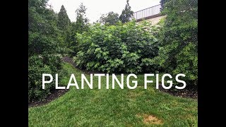 How to Plant a Fig Tree [upl. by Eehtomit]