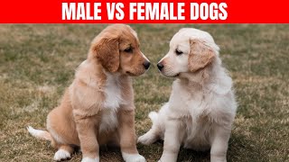 I Raised 5 Male Dogs and Discovered These 10 RARE Male Dogs Behaviors [upl. by Johppah]