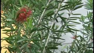 Gardening Plant Care  Bottlebrush Plant Care [upl. by Disraeli]