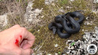 Snake Island of Queimada Grande – A Real Nightmare for Those Who Fear Snakes 🐍 [upl. by Annek]