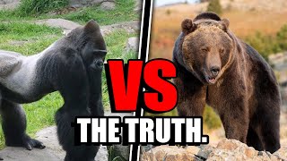 Gorilla VS Grizzly Bear  Who Would ACTUALLY Win [upl. by Archer420]