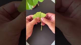 Leaves can turn into insects insects leaf [upl. by Bunce]