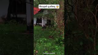 ඔයාලත් දැක්කද හොදින් බලන්න 😱trending gost viralvideo srilanka holmanvideo l [upl. by Eniaj]