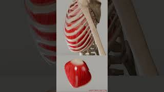 Movements Of the diaphragm Diaphram and Intercostals [upl. by Eniamart]