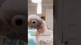 How To NOT Negotiate With A Cockatoo cockatoolife parrot cuteanimals funnyshorts [upl. by Gereld832]