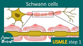 Schwann cells  Myelination  Schwann cells vs Oligodendrocytes  USMLE step 1  Neurology [upl. by Notgnilra]