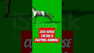 Chetak horse are fast running animals horse horselover [upl. by Sandon]