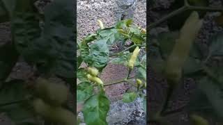 Cabai Rawitcapsicum frutescens shorts [upl. by Bacon530]