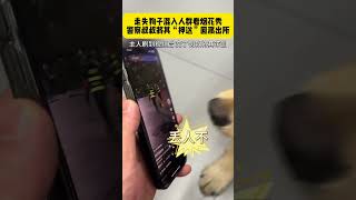 走失狗子混入人群看烟花秀，被警察叔叔“押送”带回搞笑 萌宠 [upl. by Nertie168]