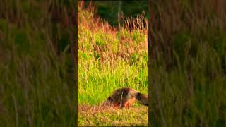 Beautiful Animals Video [upl. by Hubbard]