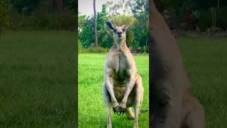 Big Friendly Kangaroo Stands up for Dinner Dance 🦘🍽️🤠 aussiewildlife [upl. by Yenhpad]