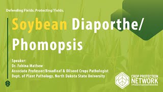 Soybean DiaporthePhomopsis [upl. by Ybab]