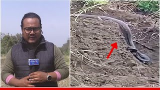 BURMESE PYTHON SURFACED AT THE BANK OF IMPHAL RIVER NEAR KHUMAN LAMPAK SPORTS COMPLEX  13 MAR 2024 [upl. by Tobie]