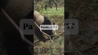 Pandas eat a lot🐼🐼😂😂 [upl. by Lletram]