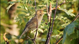 Singing Grasshopper Warbler 2022 [upl. by Anaugahs]